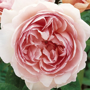 Розовая - Английская роза 